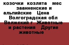 козочки (козлята 4 мес.) заанненские и альпийские › Цена ­ 2 000 - Волгоградская обл., Волжский г. Животные и растения » Другие животные   